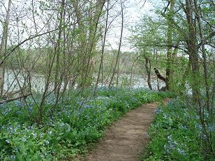 Bluebells on the Riverbend Heritage Trail